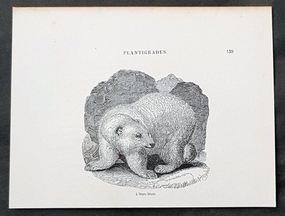 1850 Original Antique Print of a Polar Bear