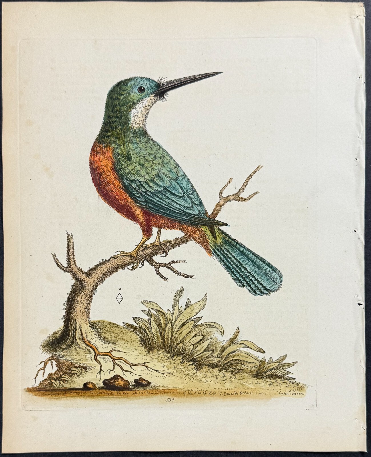 Edwards – Jacamar – Jacamaciri of Marcgrave. 334- 1745 Natural History Engraving