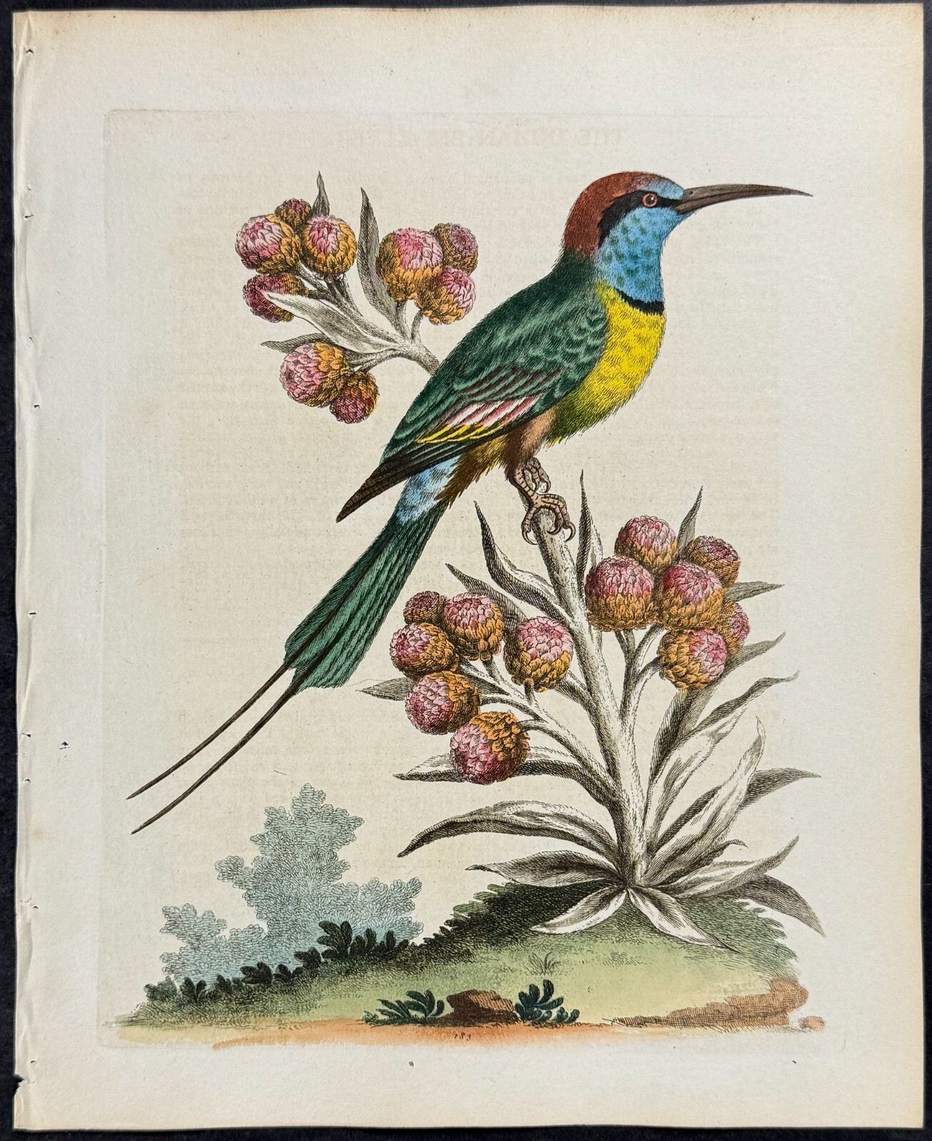 Edwards – Indian Bee-Eater. 183 – 1745 Natural History Engraving