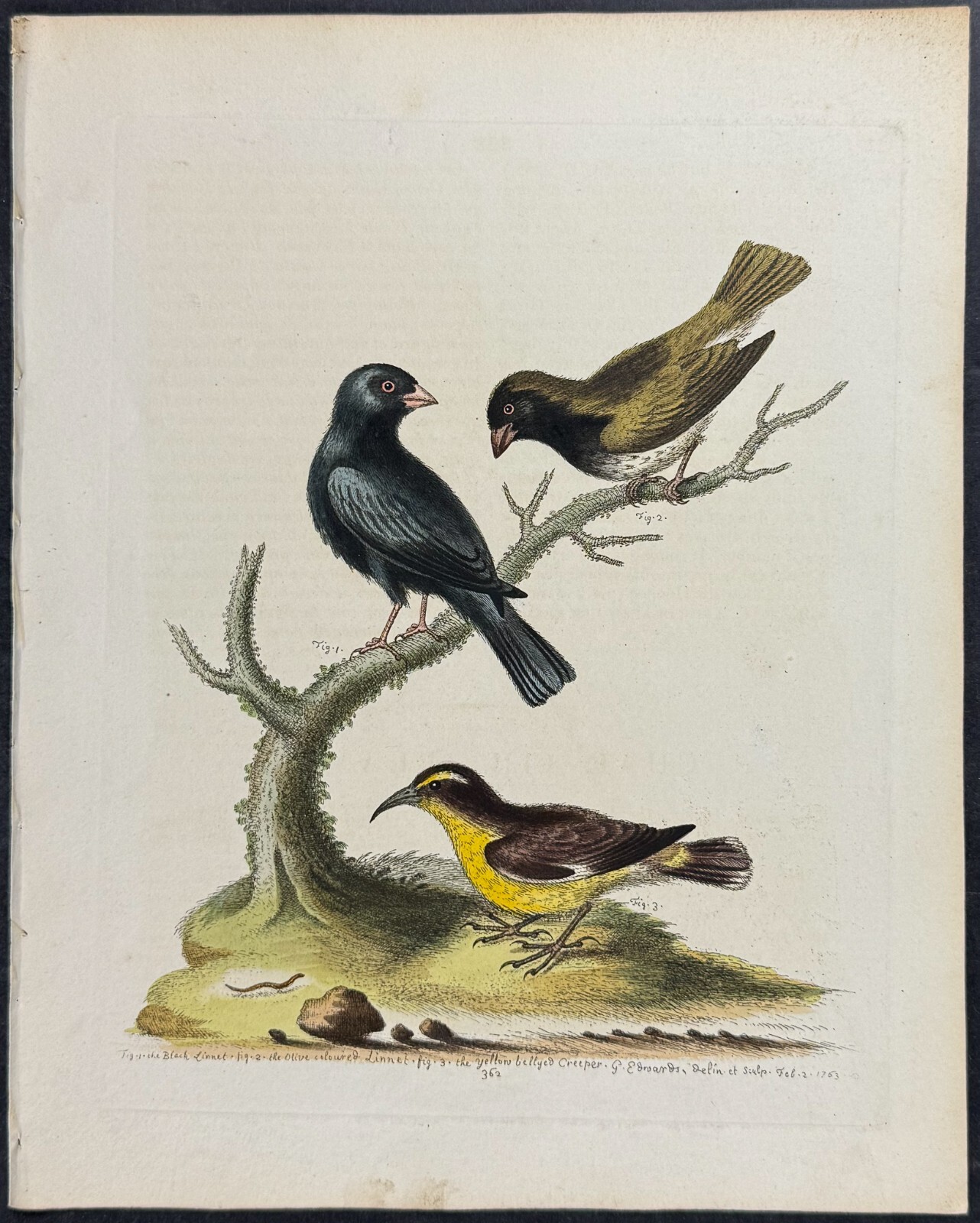 Edwards – Black Linnet. 362 – 1745 Natural History Engraving