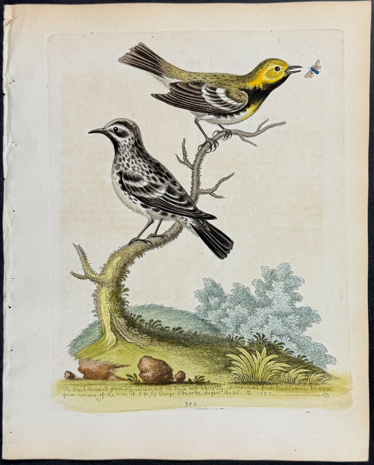 Edwards – Black-throated Green Flycatcher. 300 – 1745 Natural History Engraving