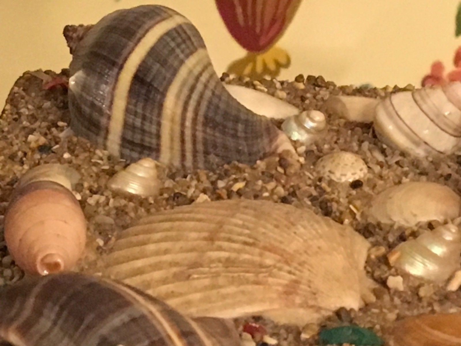 Sea Shell Art Shellwork Box Maritime Sailor Souvenir Handmade