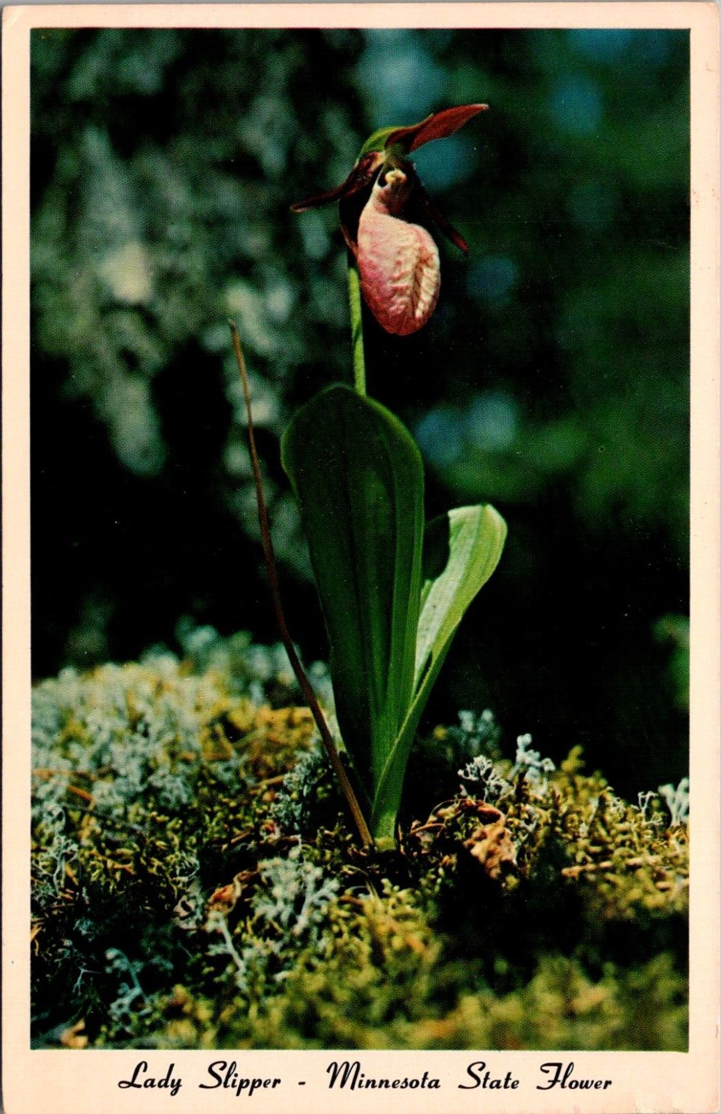 Pink White Lady Slipper Flower RPPC Minnesota Postcard Unposted