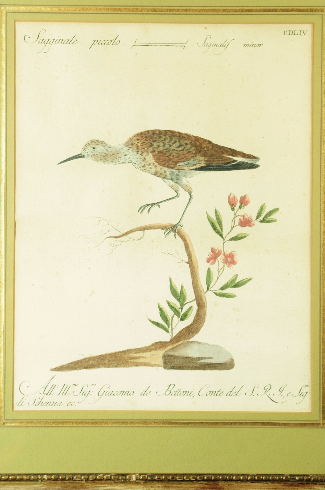 Etching, hand colored, Mid 18th C, Saverio Manetti, Lorenzo Lorenzi and Violante