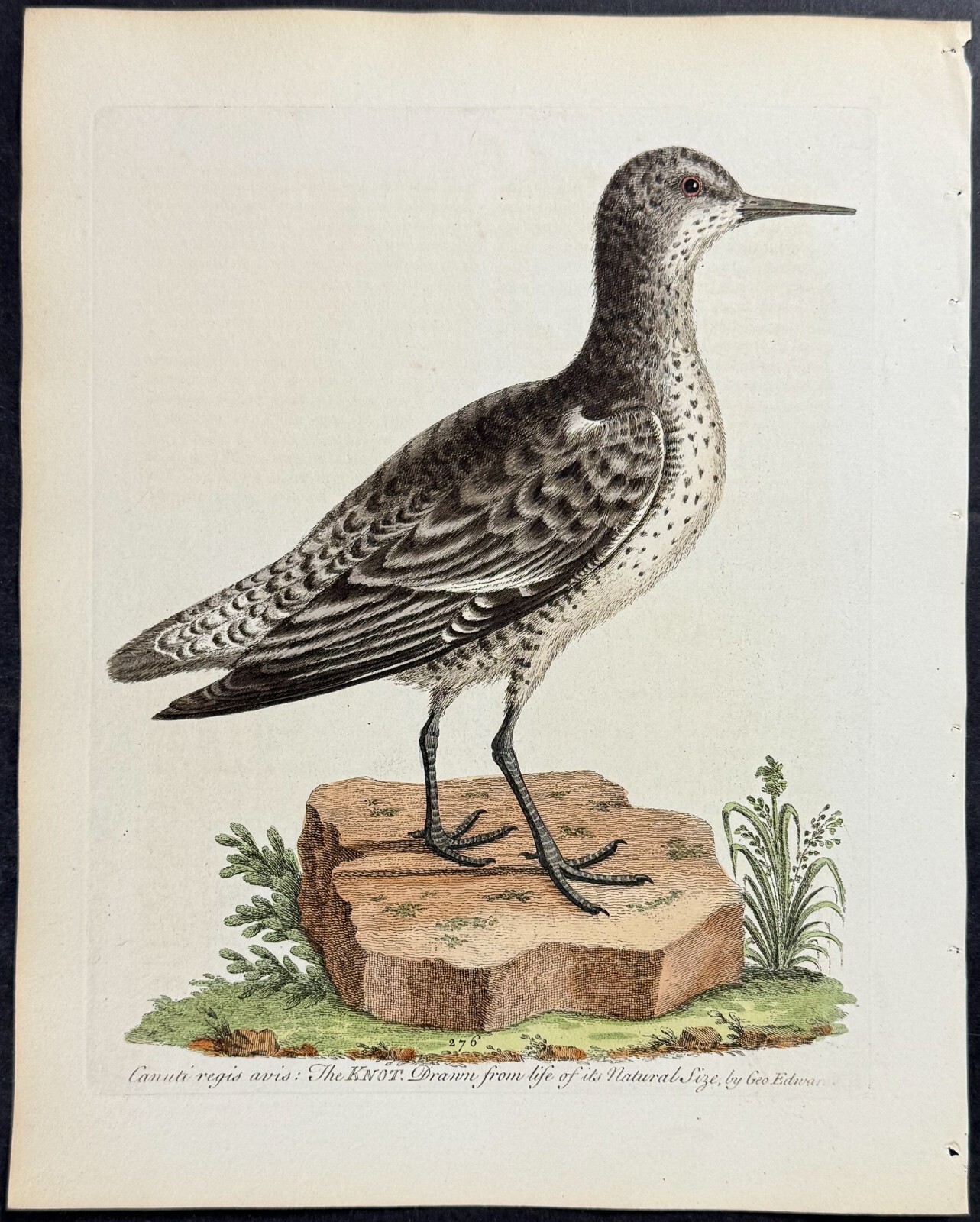 Edwards – Knot. 276 – 1745 Natural History Engraving