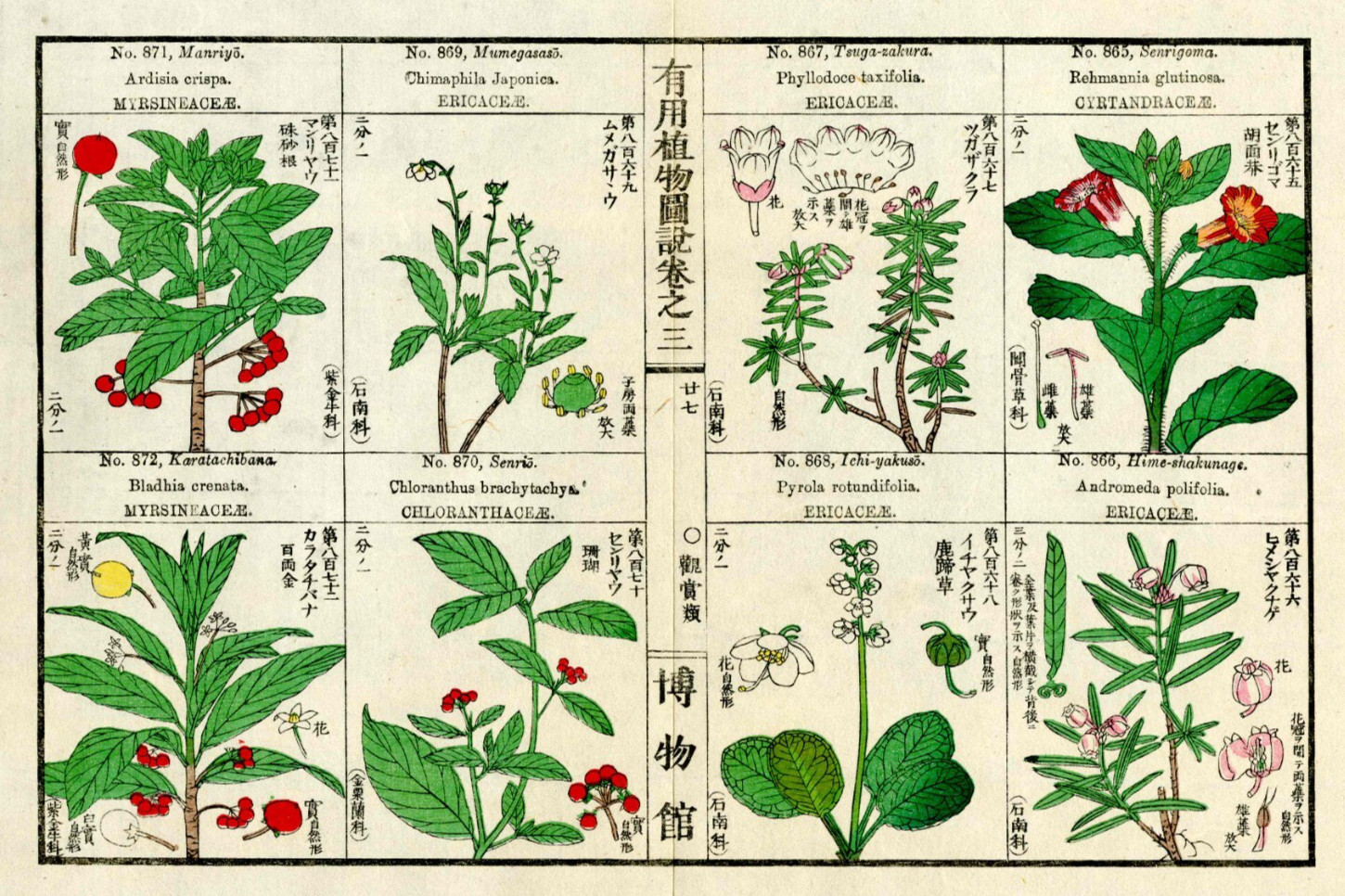 1919 Tokyo Botanical Magazine Original Antique Japanese Print Red Holly Foxglove