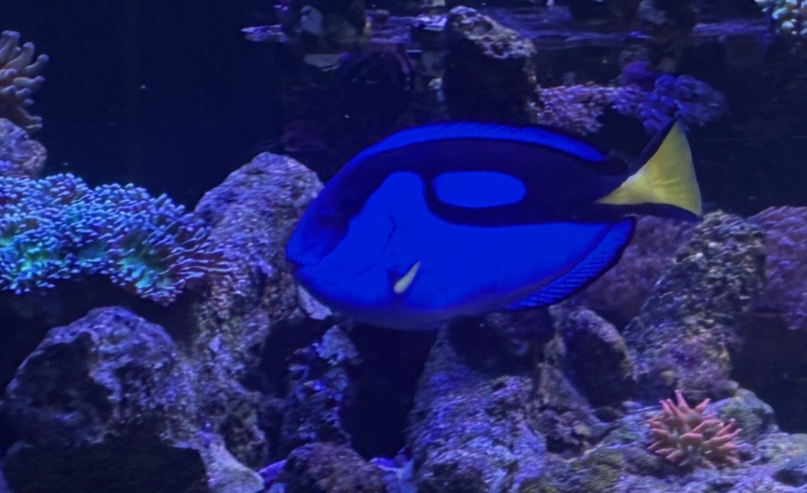 🔥6.5″ Blue Tang (Regal/Hippo Tang) ? Healthy, Eating Great 🔥 Priced to Sell 🔥