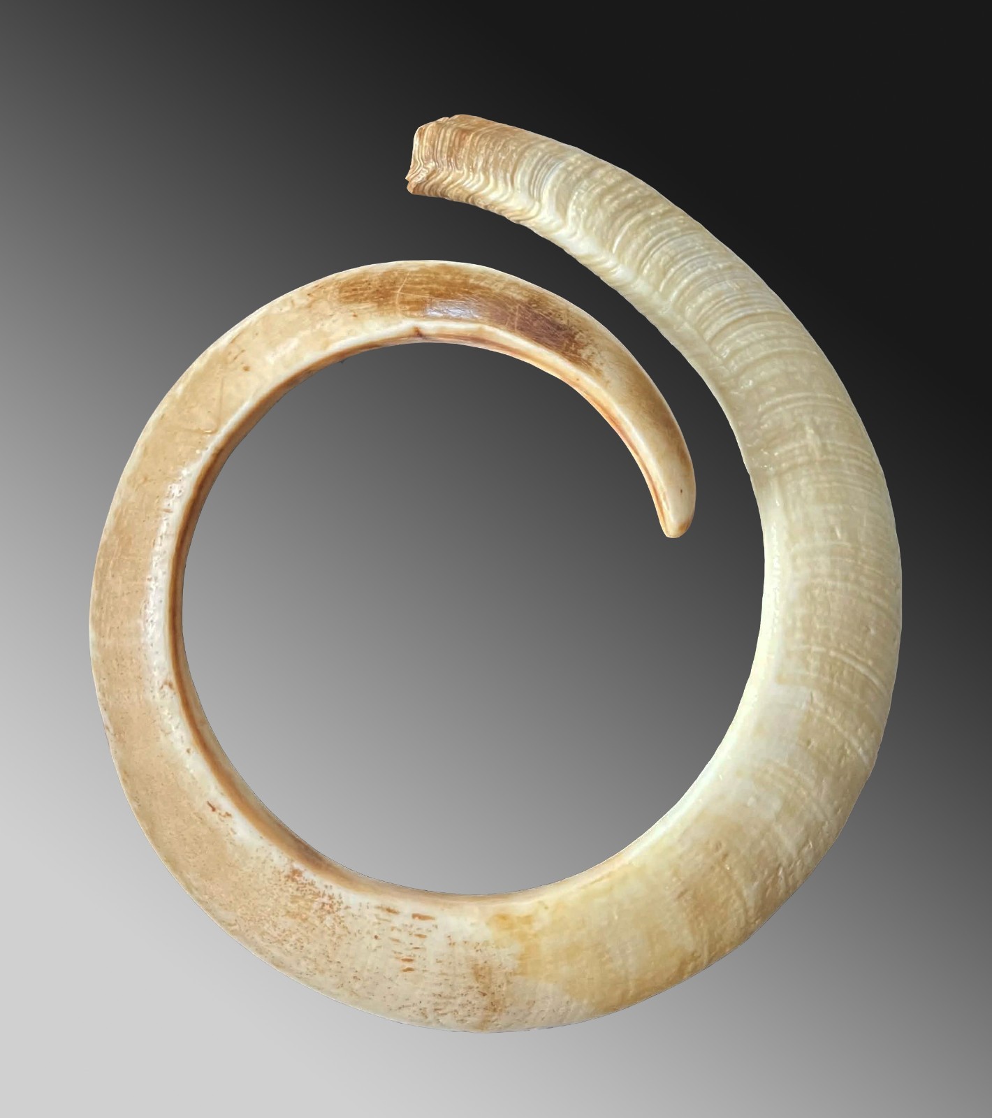 Long (45 cm) Pig Tusk pectoral Currency exchange Vanuatu