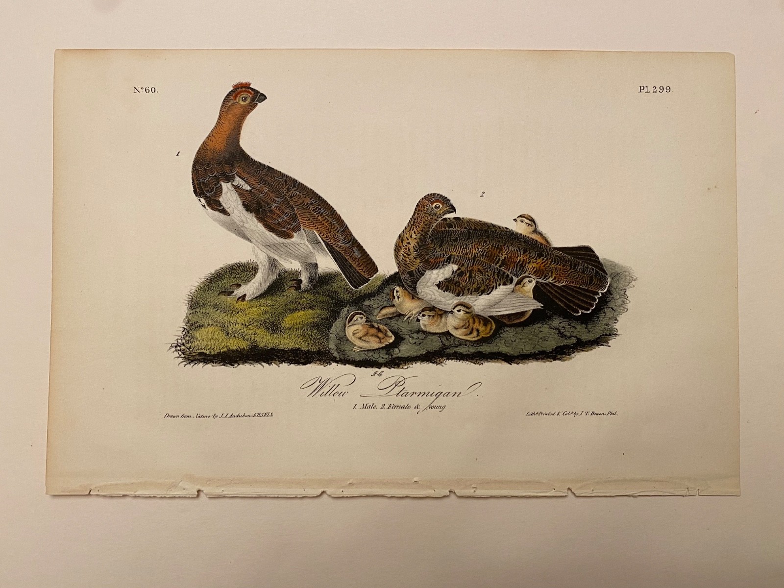 Audubon Octavo 1st Edition Willow Ptarmigan Plate 299