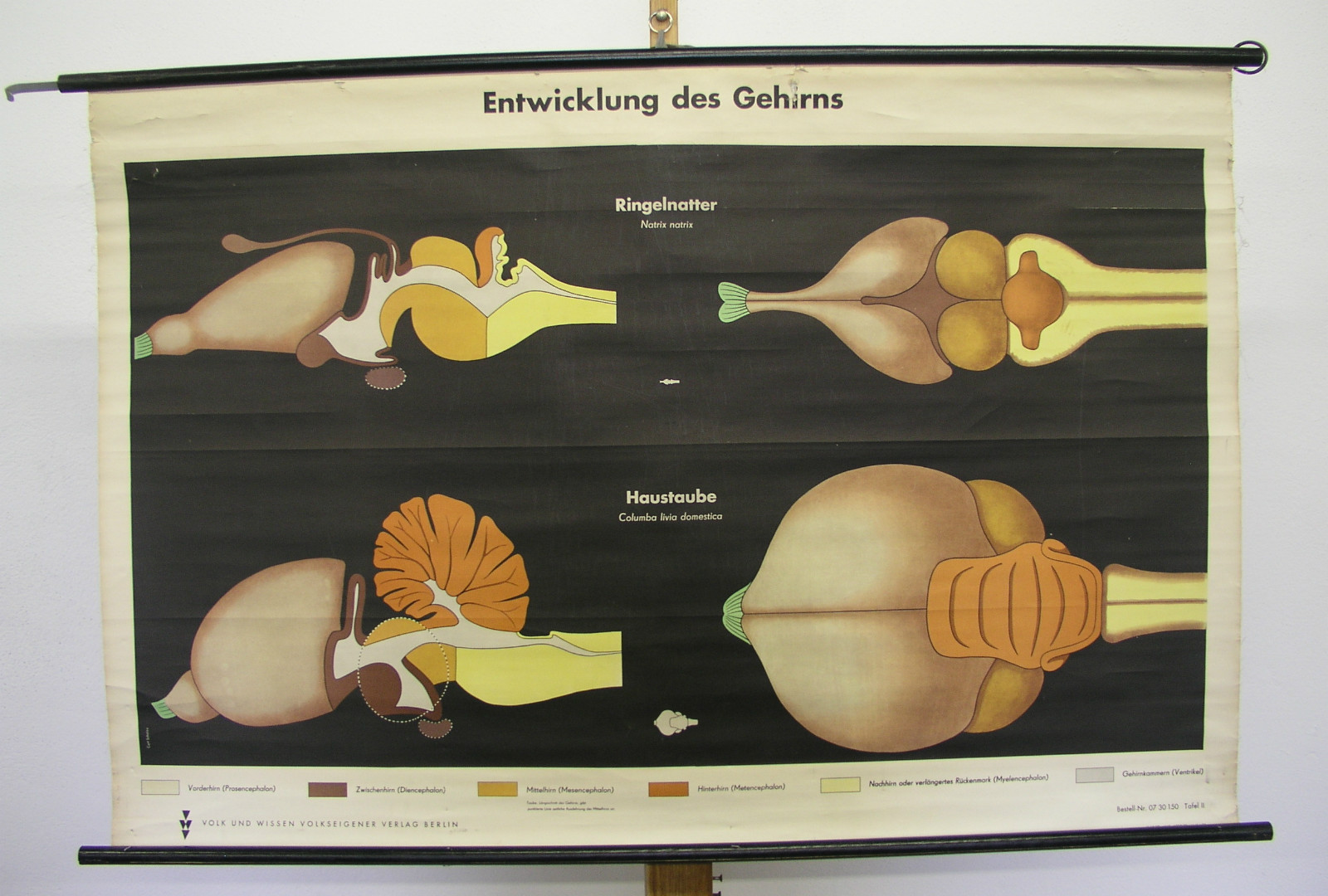 Beautiful Old Schulwandbild Brain Grass Snake Haustaube 45 11/16×30 5/16in