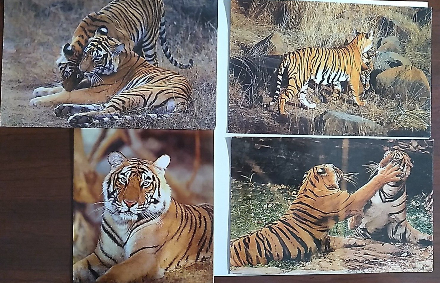 Postcard Kinocg/Collectors Ranthambhore Safari unposted unposted lot of 4