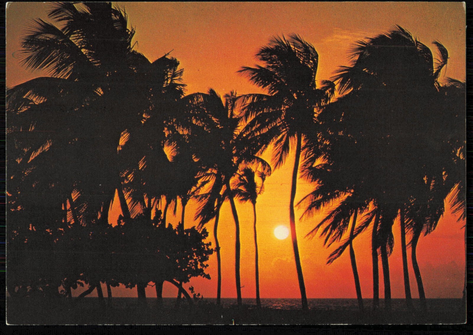 A Magnificent Florida Sunrise, Palm Trees Postcard