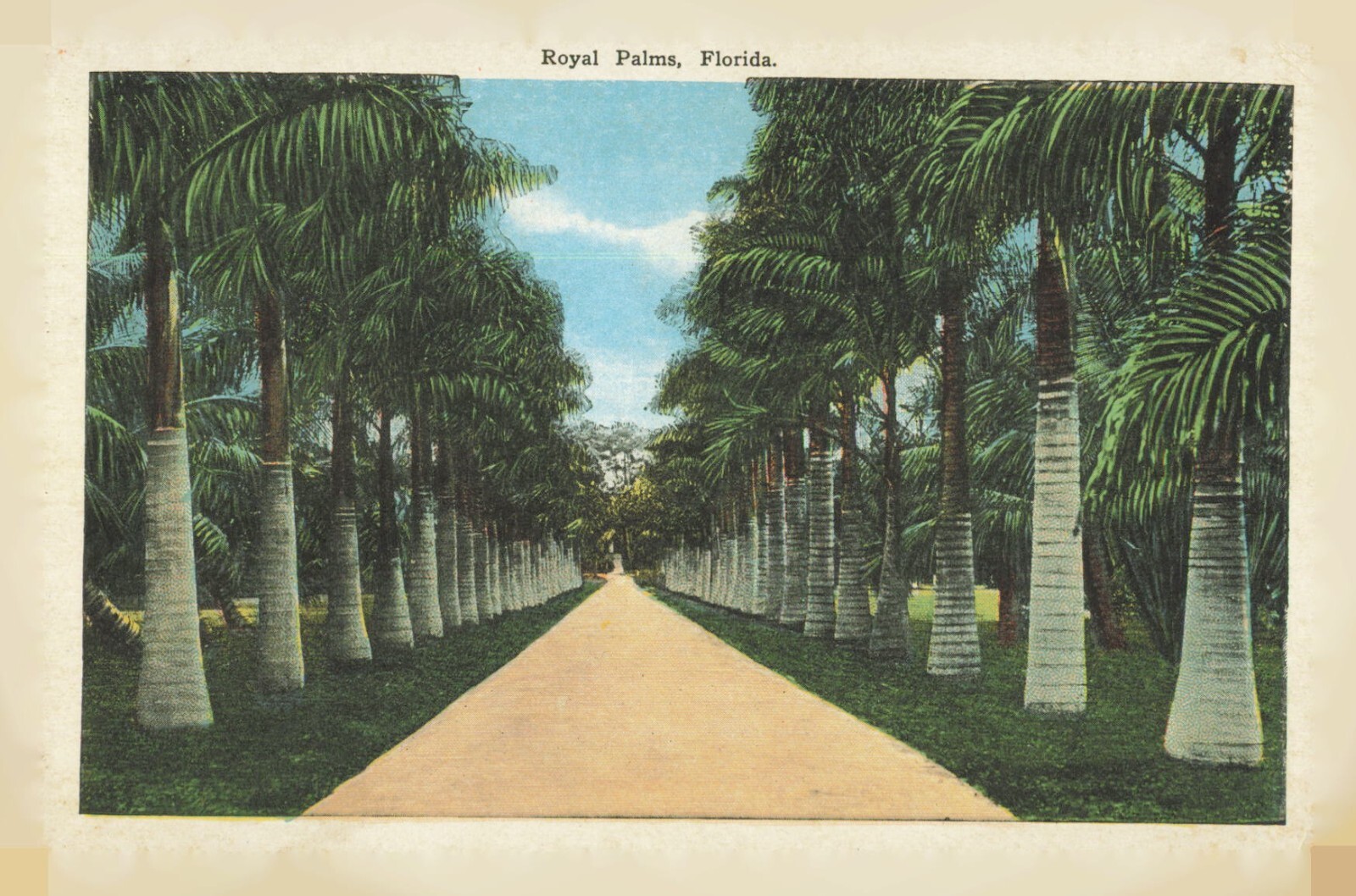 Royal Palms, Florida Palm Trees Post Card