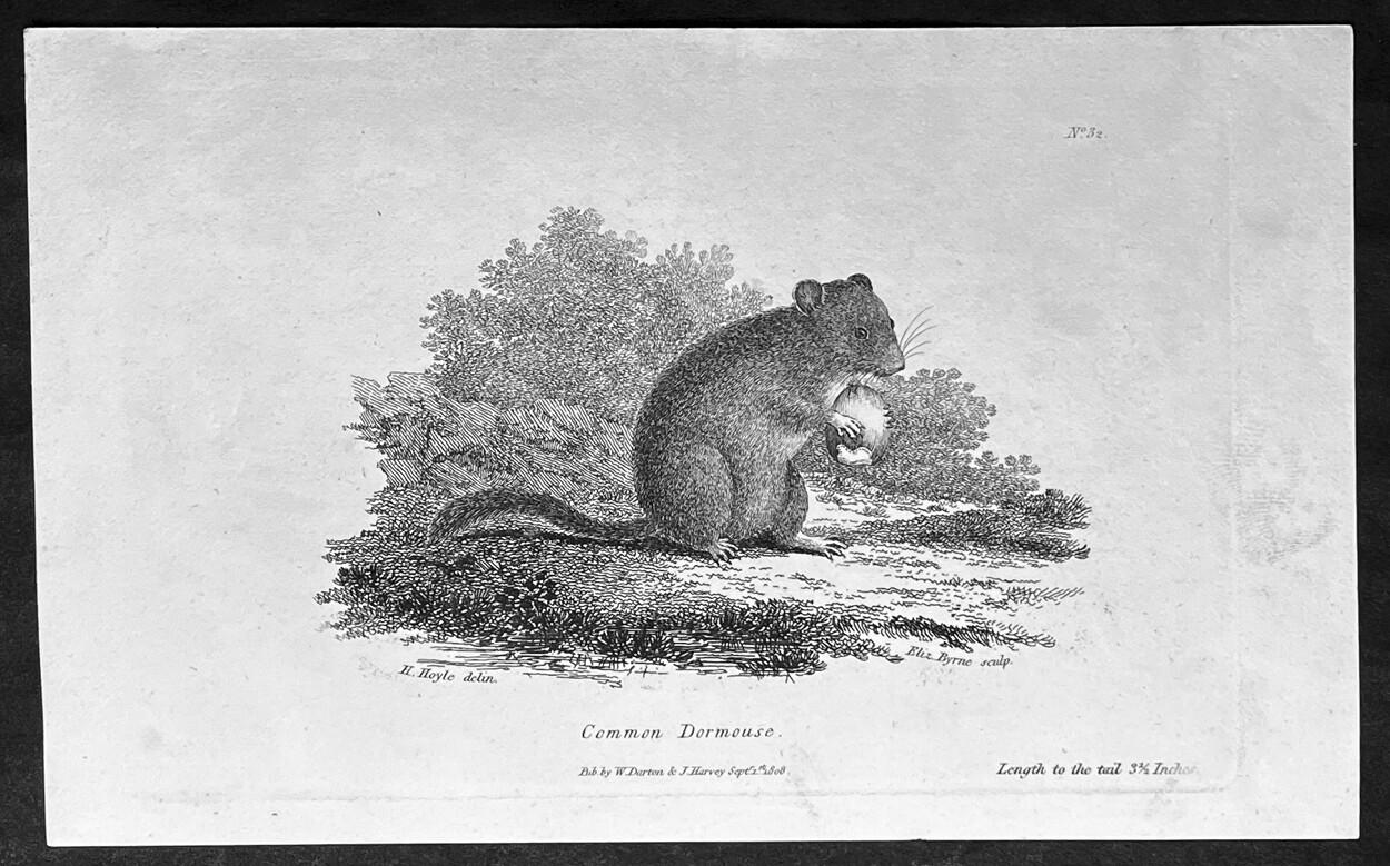 1808 William Darton Antique Print of The Common Doormouse