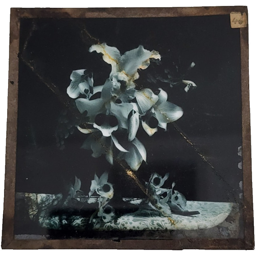 Antique Hand Colored Magic Lantern Slide Orchids Floral Still Life Glass