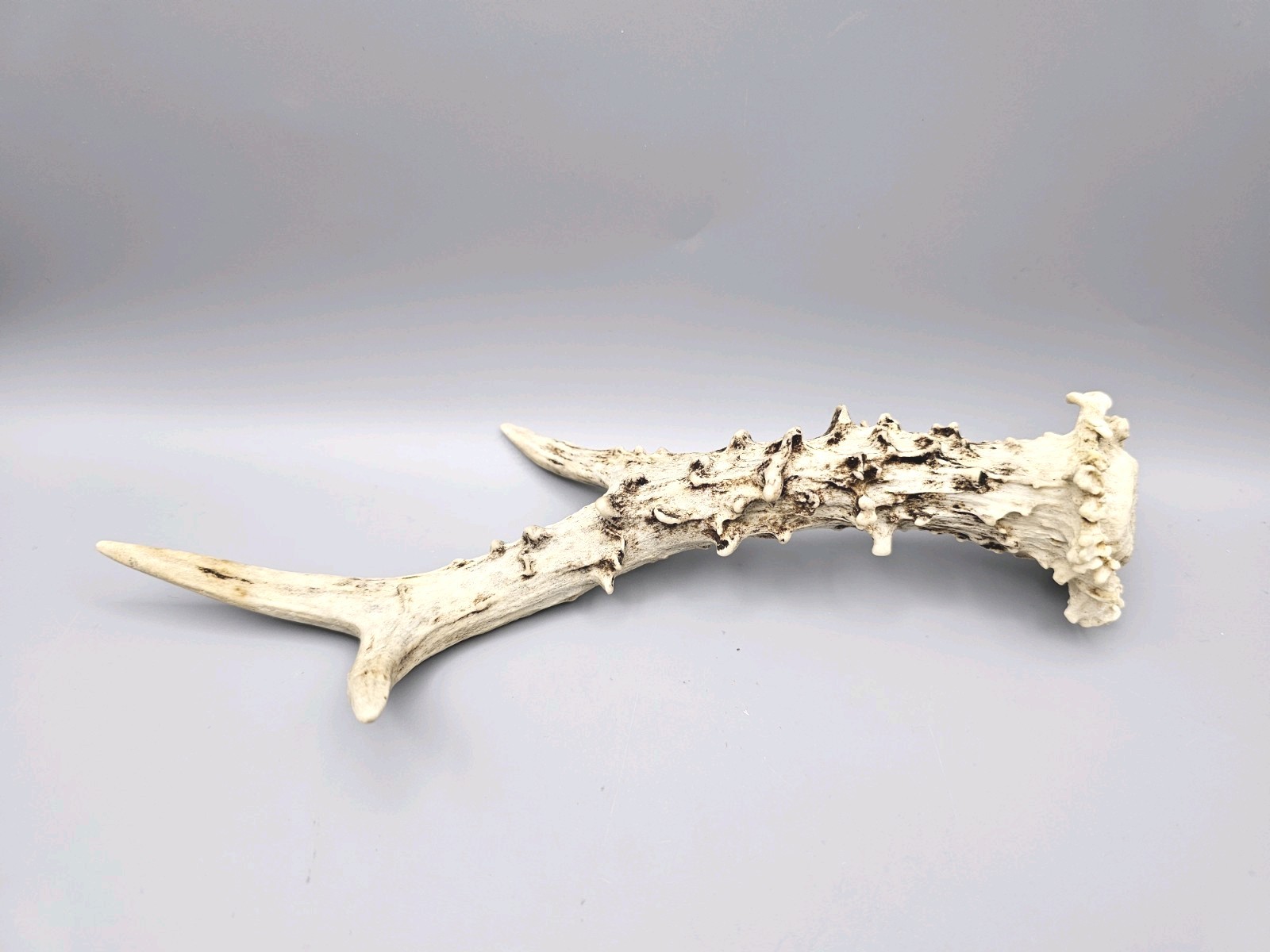 ROE DEER ANTLER – Single – 24cm