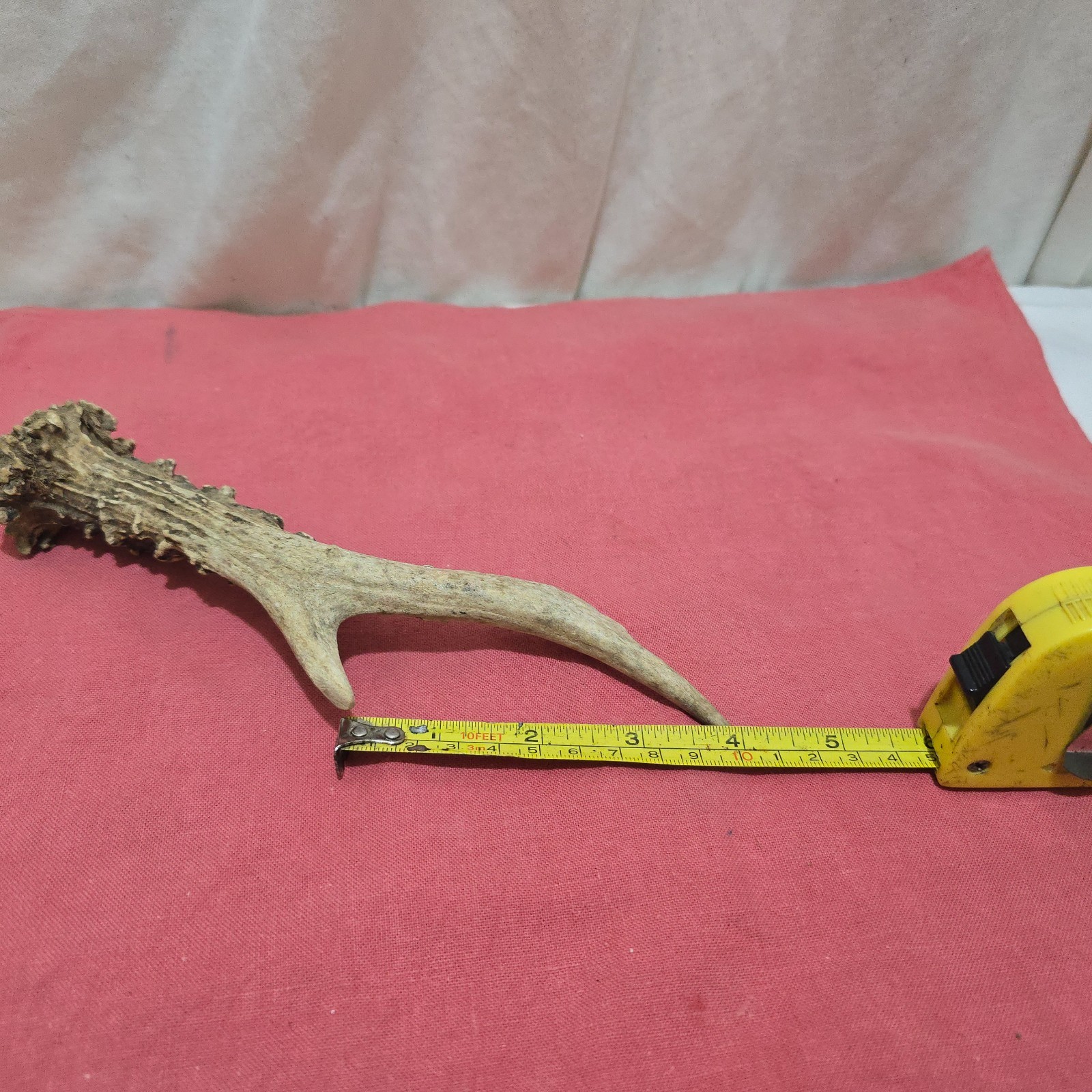 DEER /ROE/ ANTLER ,THUMBSTICK/ HANDLE FOR WALKING STICK MAKING MEDIUM SIZE [E]
