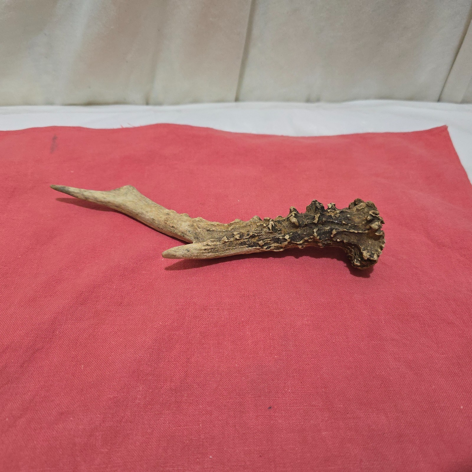 DEER /ROE/ ANTLER ,THUMBSTICK/ HANDLE FOR WALKING STICK MAKING MEDIUM SIZE [E]