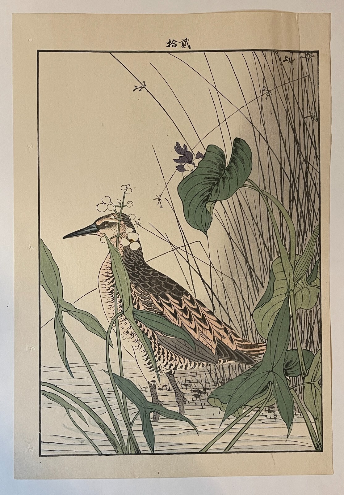 Imao Keinen Japanese Woodblock Print -NONOCHORID, ARROW HEAD, SMALL JUNCUS
