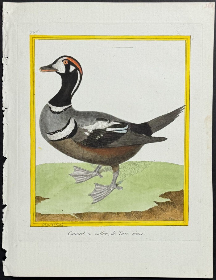 Martinet & Buffon – Duck. 798 – 1765 Hand-colored Engraving