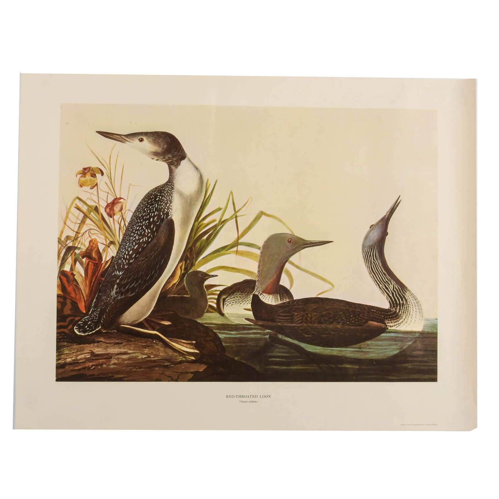 John James Audubon Mid-Century Red-Throated Loon Print
