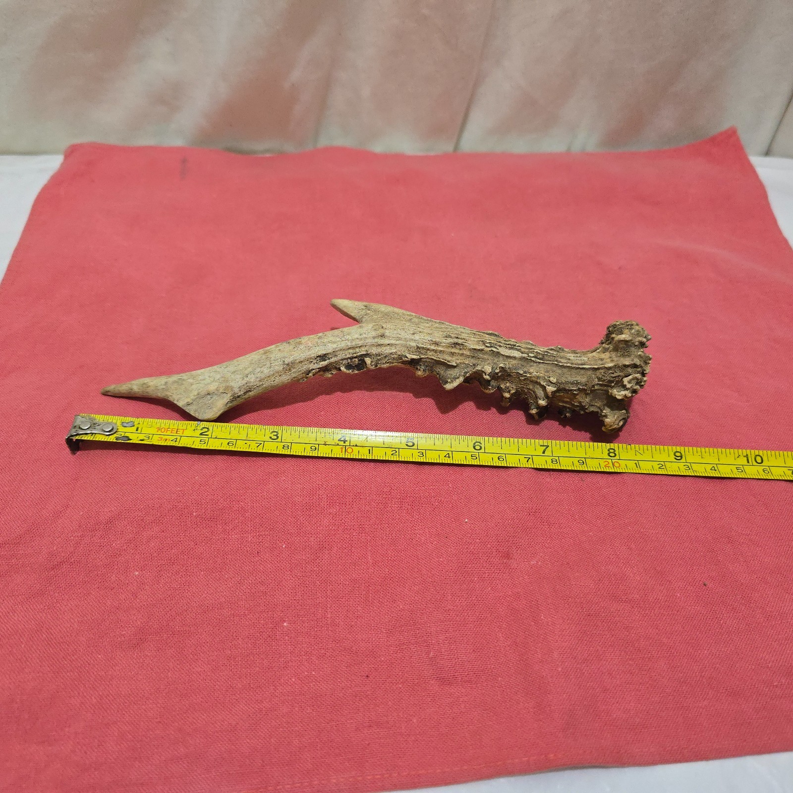 DEER /ROE/ ANTLER ,THUMBSTICK/ HANDLE FOR WALKING STICK MAKING MEDIUM SIZE [E]