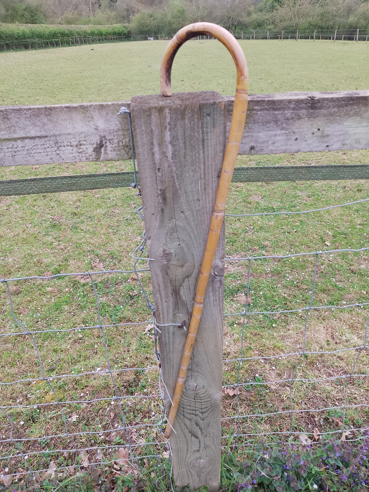 Antique Bamboo Walking Stick Cane Crook Handle Circa 1920’s