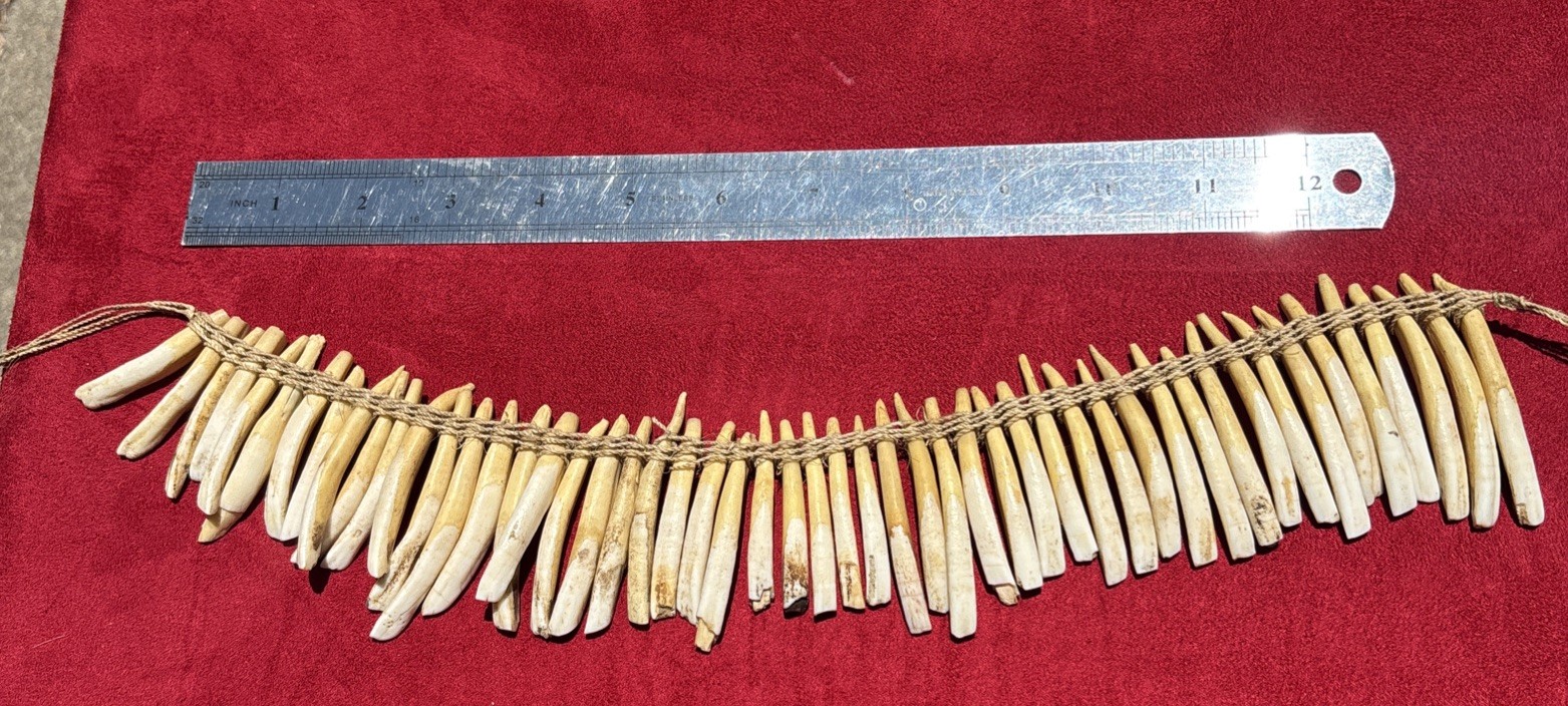 PIGS TEETH NECKLACE, Imbonggu tribe, Southern Highlands, Papua New Guinea.
