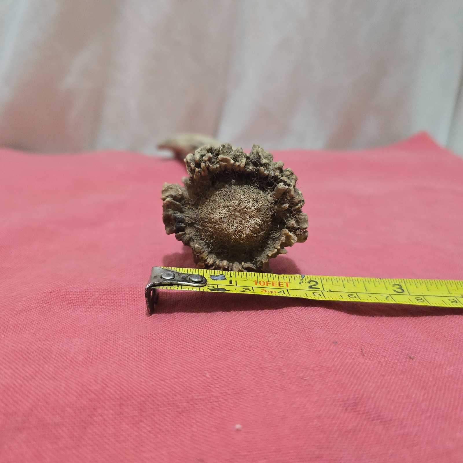 DEER /ROE/ ANTLER ,THUMBSTICK/ HANDLE FOR WALKING STICK MAKING MEDIUM SIZE [E]