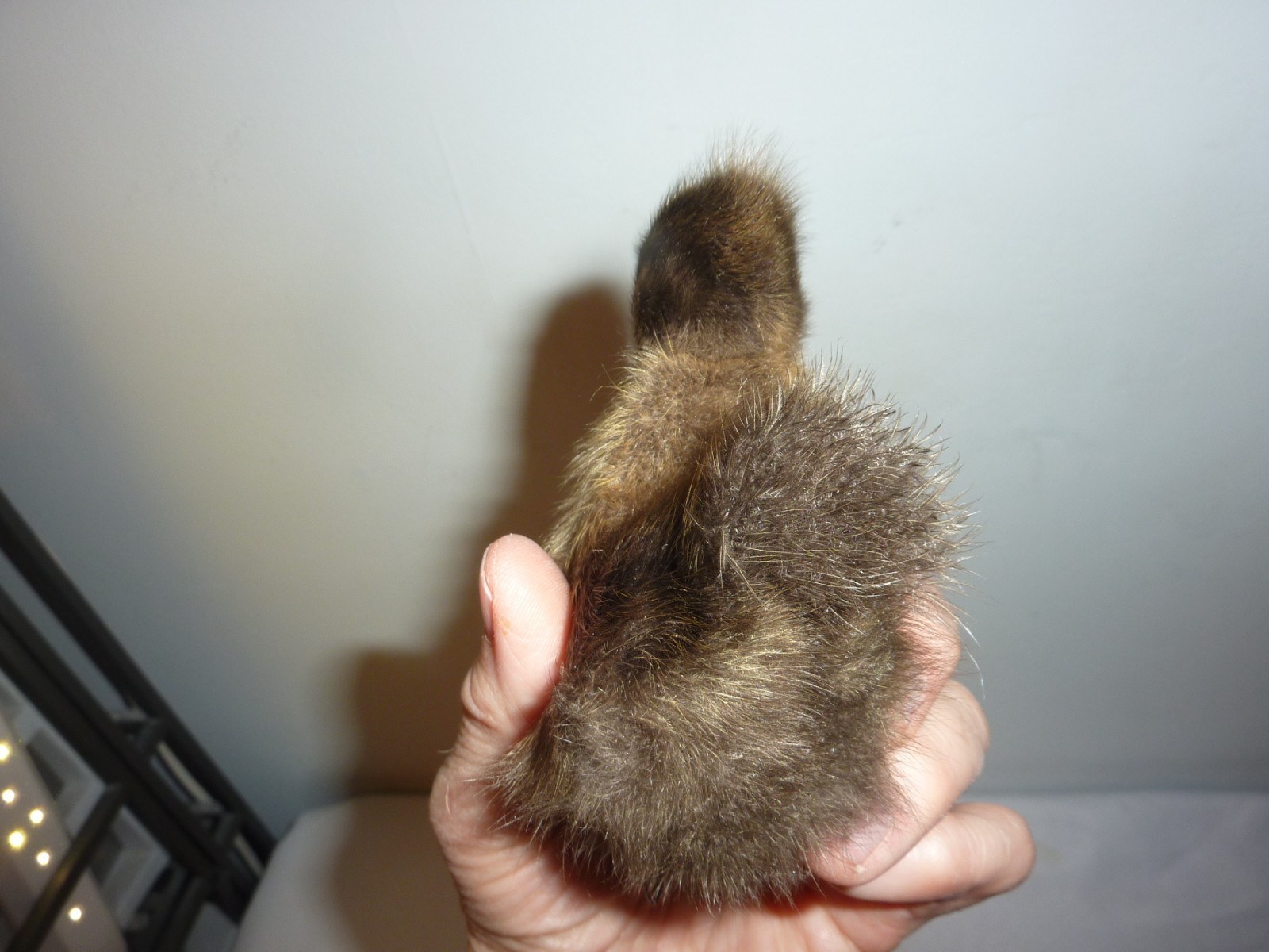 Antique Fluffy Brown Duckling Chick Bird Taxidermy 4.5″