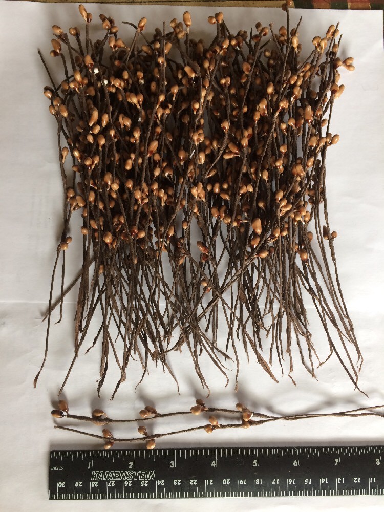 Set/50 Primitive 7″ 7in TEA STAIN Pip Berry Garland Picks Craft Supplies Pips