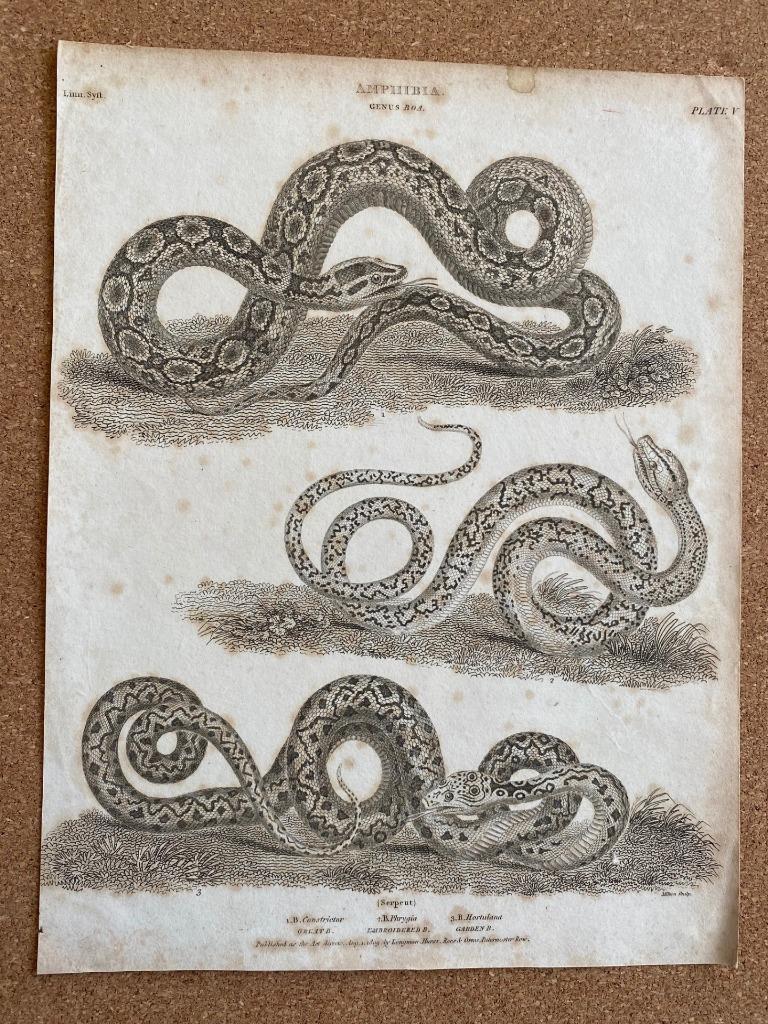1809 COPPER PLATE ENGRAVING AMPHIBIA SNAKES BOA CONSTRICTOR EMBROIDERED & GARDEN