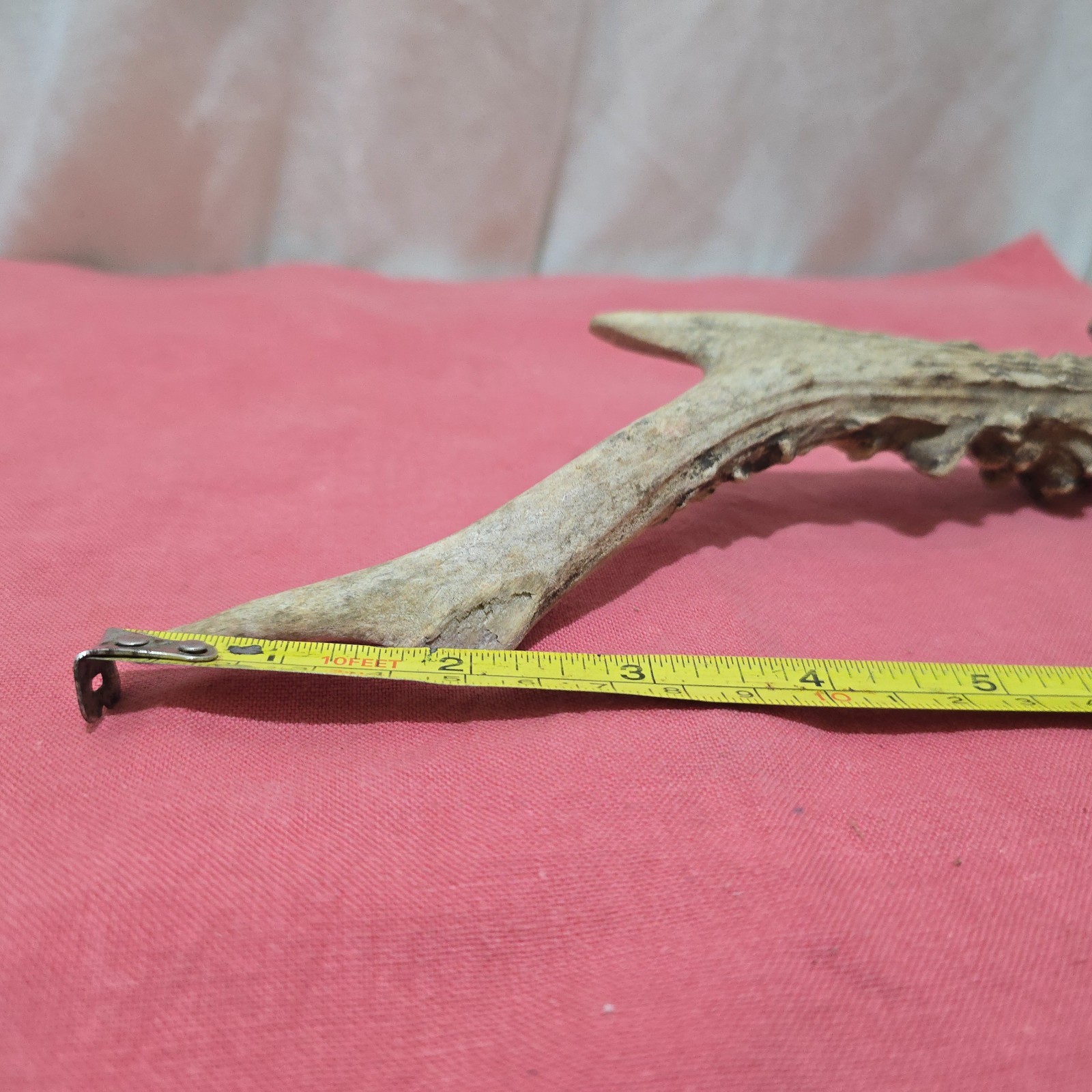 DEER /ROE/ ANTLER ,THUMBSTICK/ HANDLE FOR WALKING STICK MAKING MEDIUM SIZE [E]
