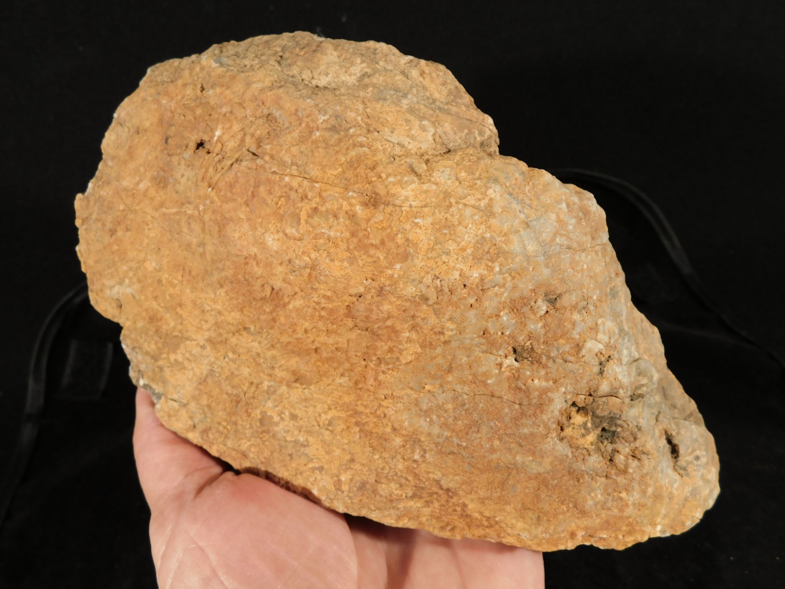 BIG! 200 Million Year Old DINOSAUR COPROLITE Fossil or Dino CRAP! Utah 2808gr