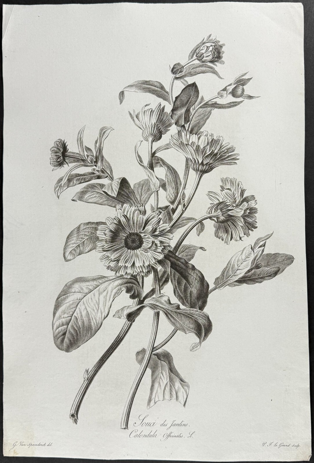 Spaendonck – Marigold. 14 – c1800 Fleurs, Stipple Engraving