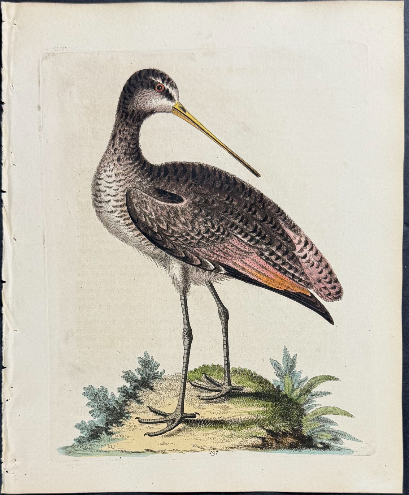 Edwards – Greater American Godwit. 137 – 1745 Natural History Engraving