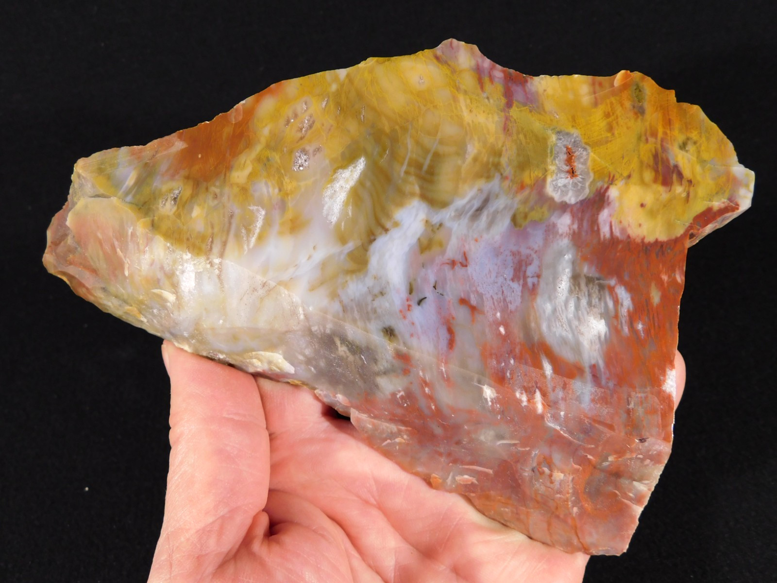 210 MILLION Year Old! Polished Petrified RAINBOW WOOD Fossil Arizona 731gr