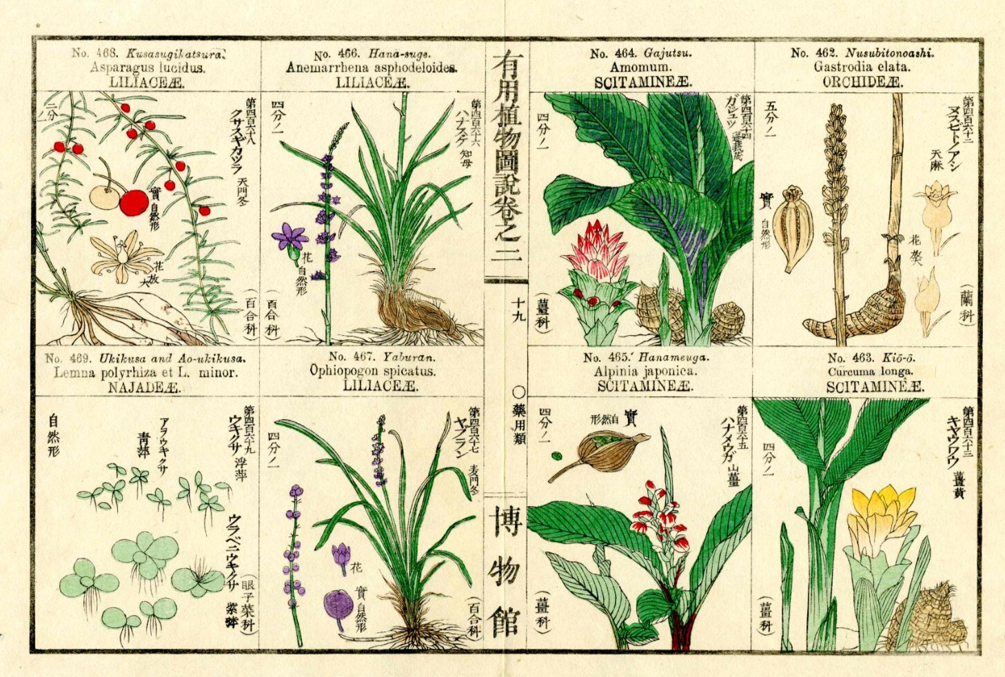 1919 Tokyo Botanical Magazine Original Antique Japanese Print Orchid, Lilly