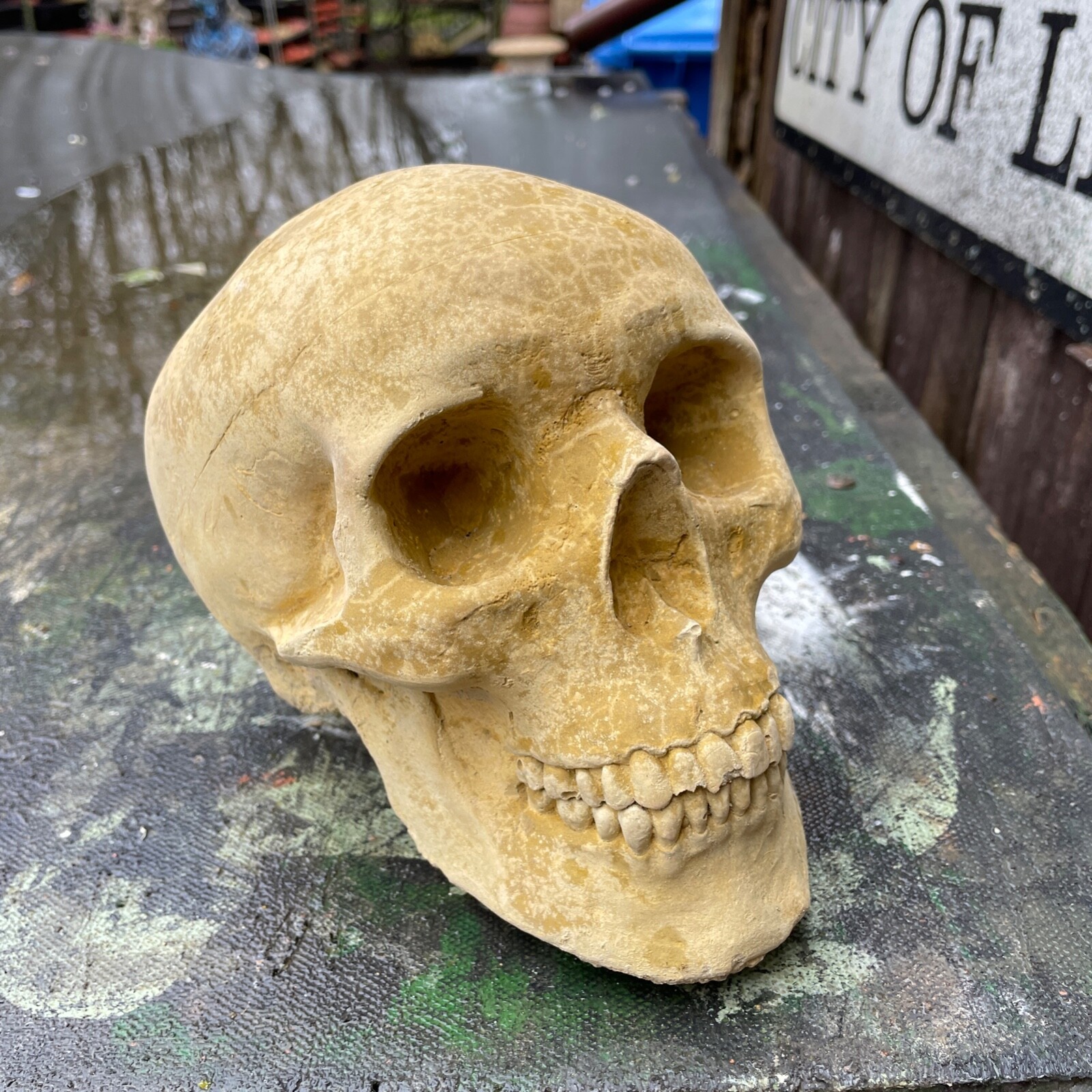 Plain Anatomic/Anatomy Skeleton Skull Vanitas – Memento Mori Goth Art Sculpture