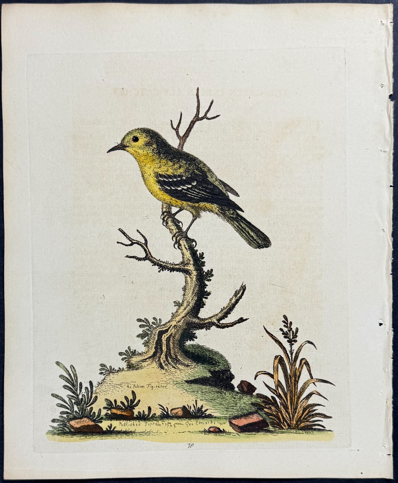 Edwards – Green Indian Flycatcher. 079 – 1745 Natural History Engraving