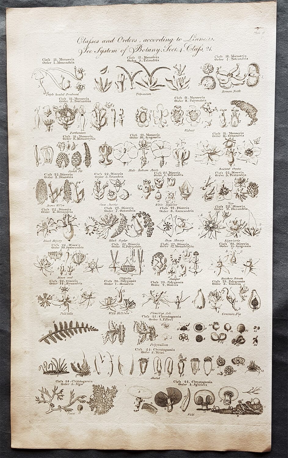 1798 William H Hall Antique Botanical Print of Linnaeus Classification, Plants