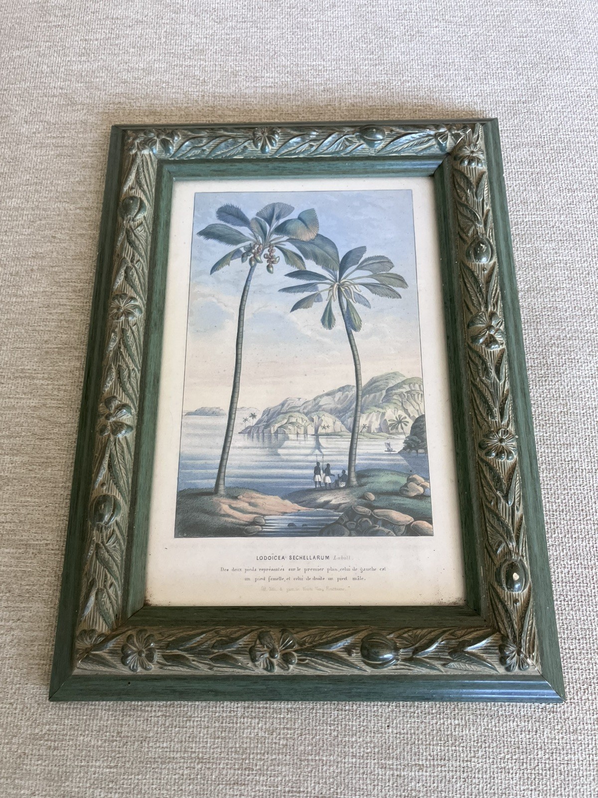 1867 Horto Van Houtteano Belgian Botanical Lithographic Print Framed Antique