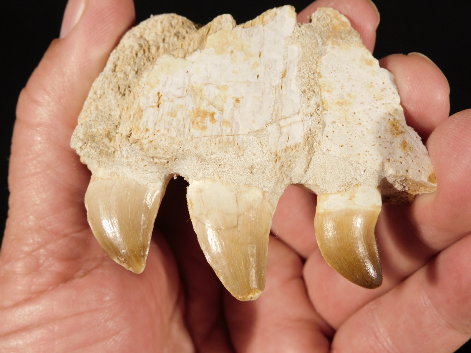 Mosasaurus Bone Fossil with THREE TOOTH Fossils and Stand Morocco 85.4