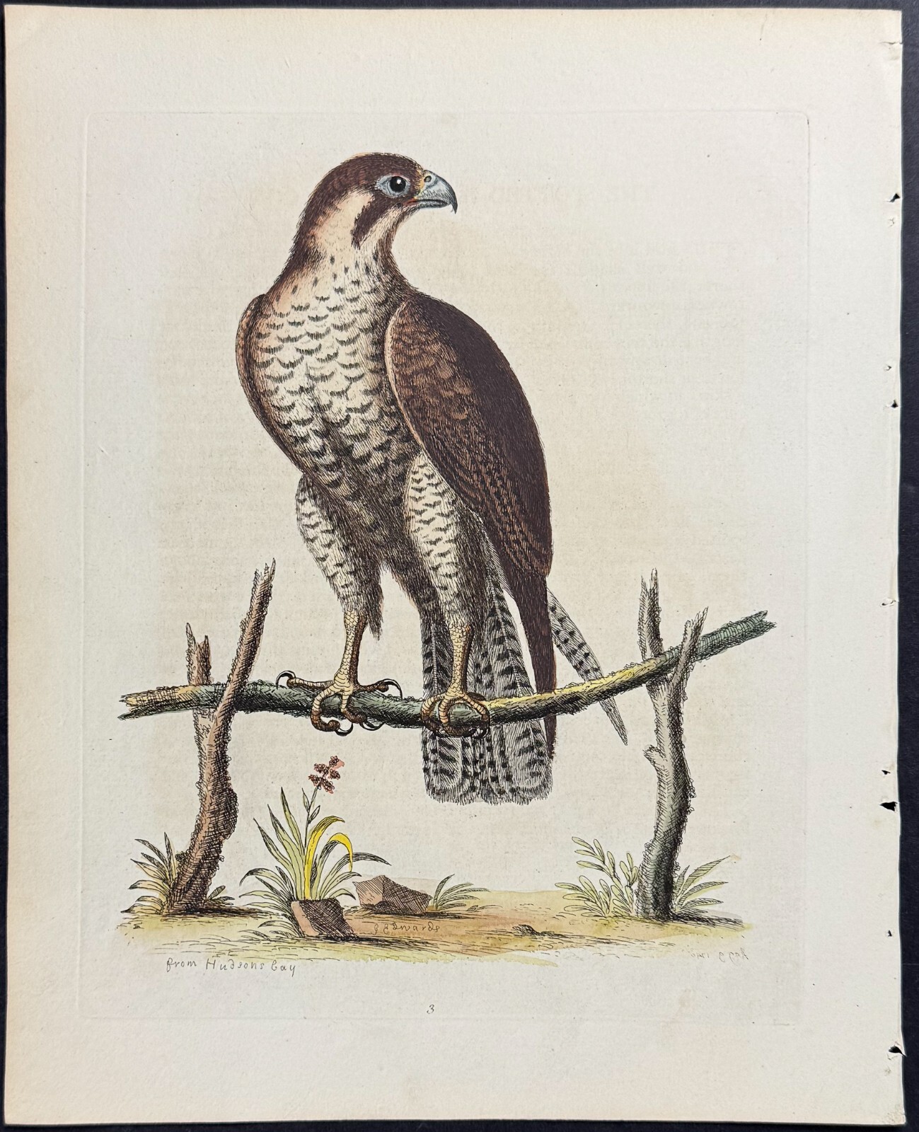 Edwards – Spotted Hawk or Falcon. 003 – 1745 Natural History Engraving