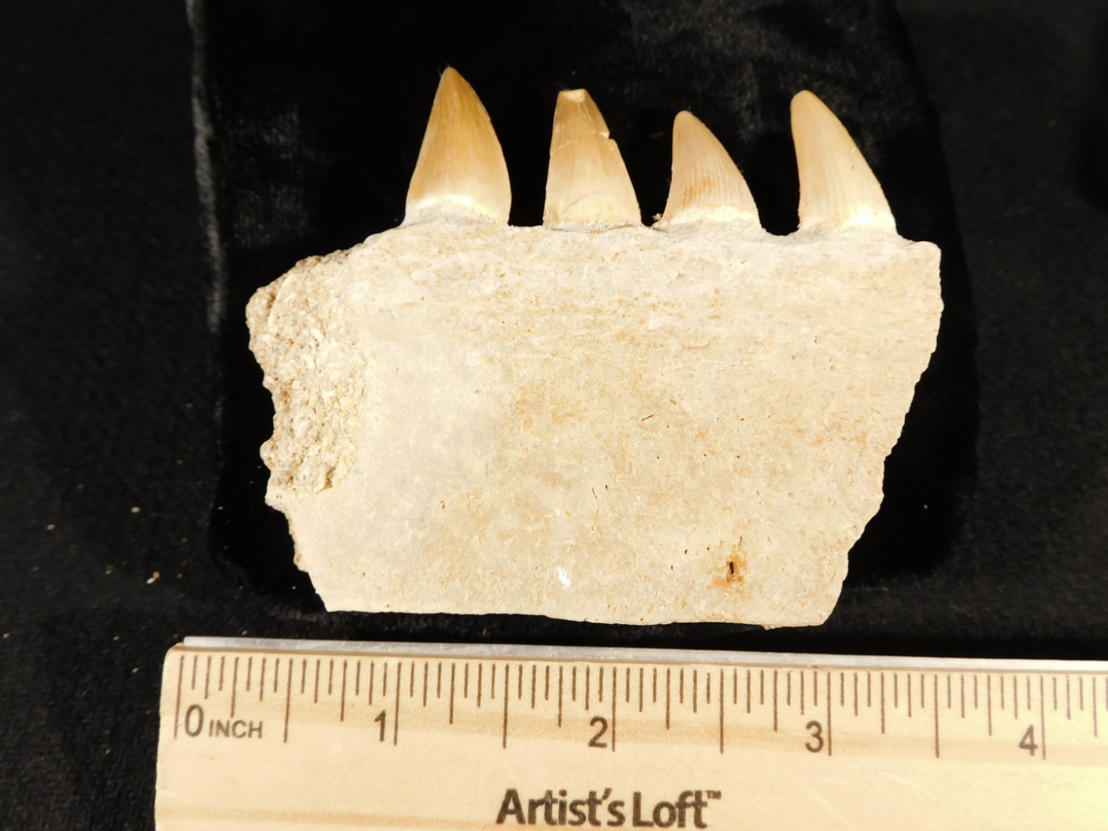 Mosasaurus Bone Fossil with FOUR! TOOTH Fossils From Cretaceous Morocco! 4.03