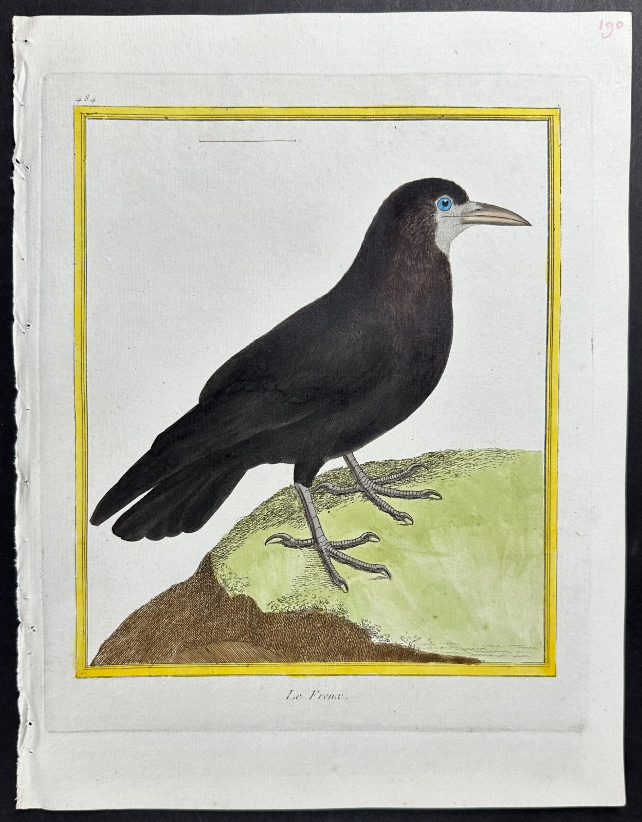 Martinet & Buffon – Rook. 484 – 1765 Hand-colored Engraving