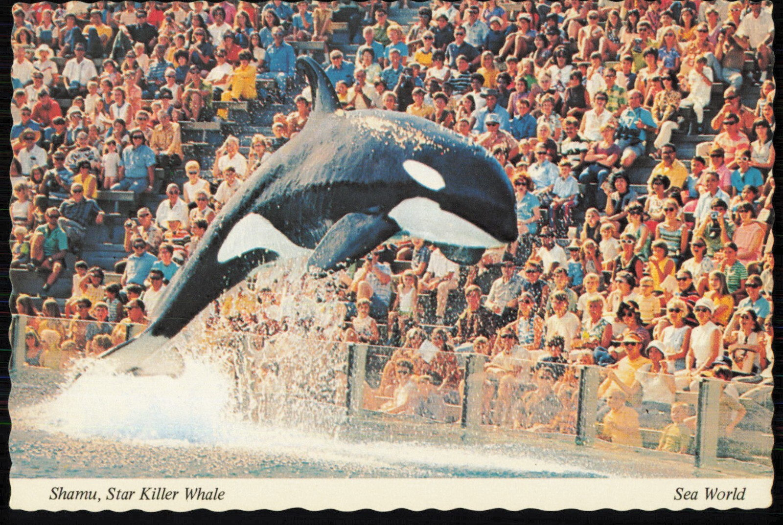 Shamu, Star Killer Whale, Sea World Post Card