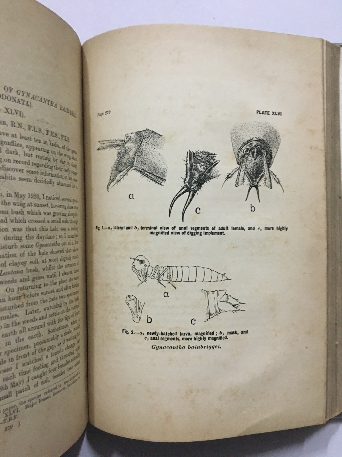 Fletcher, T. Bainbrigge: Report Proceedings Fourth Entomological Meeting. 1921