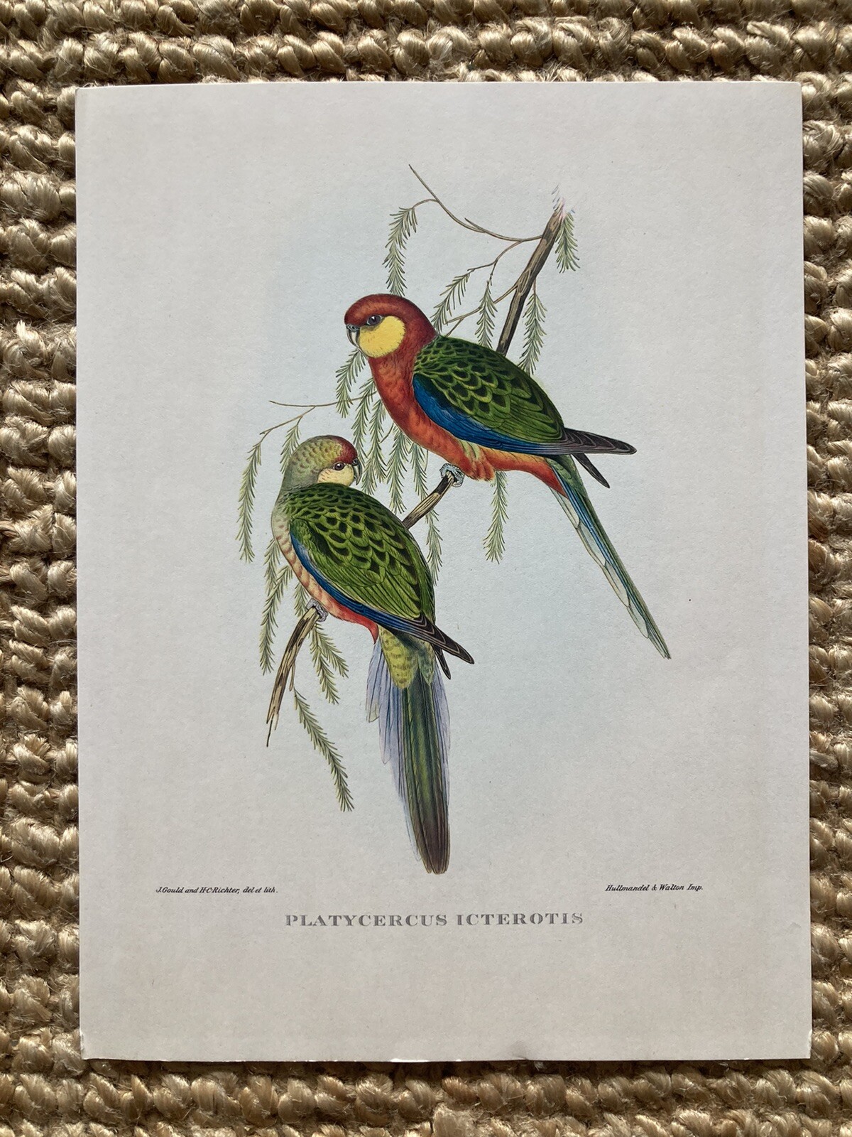 John Gould/ Richter Vintage Print Platycerus Icterotis