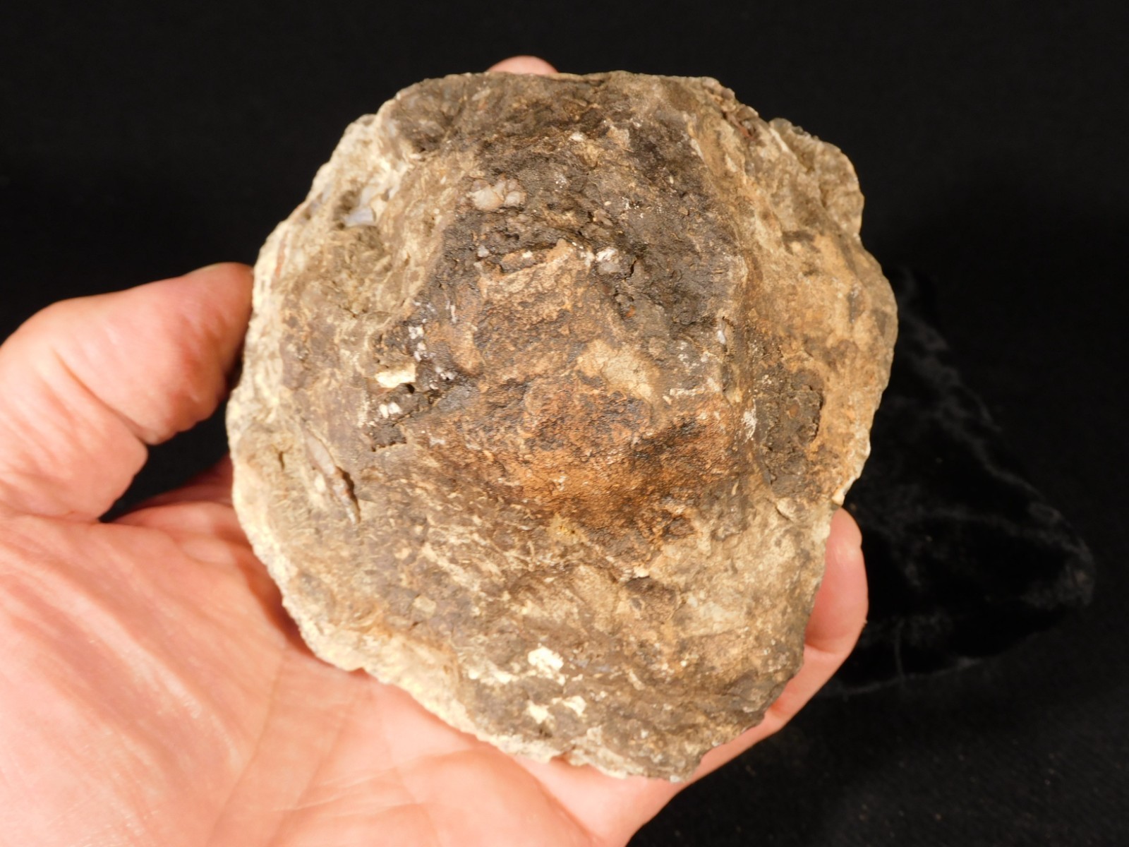 Big! 200 Million Year Old DINOSAUR TURD Fossil or COPROLITE Jurassic Utah 892gr